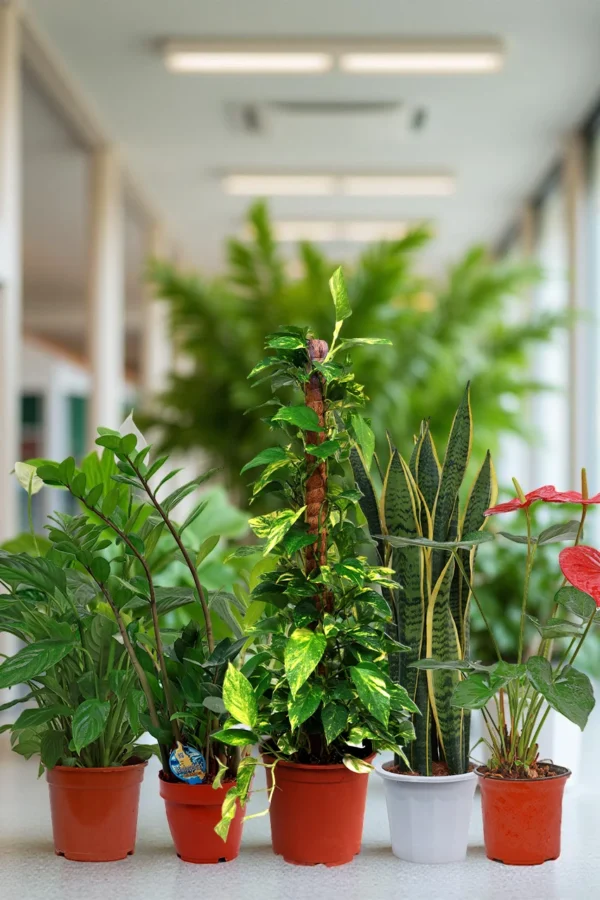 Green Office Starter Pack (5 Plants)