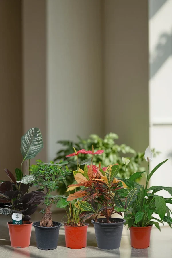 Barari Premium Collection (5 Plants)