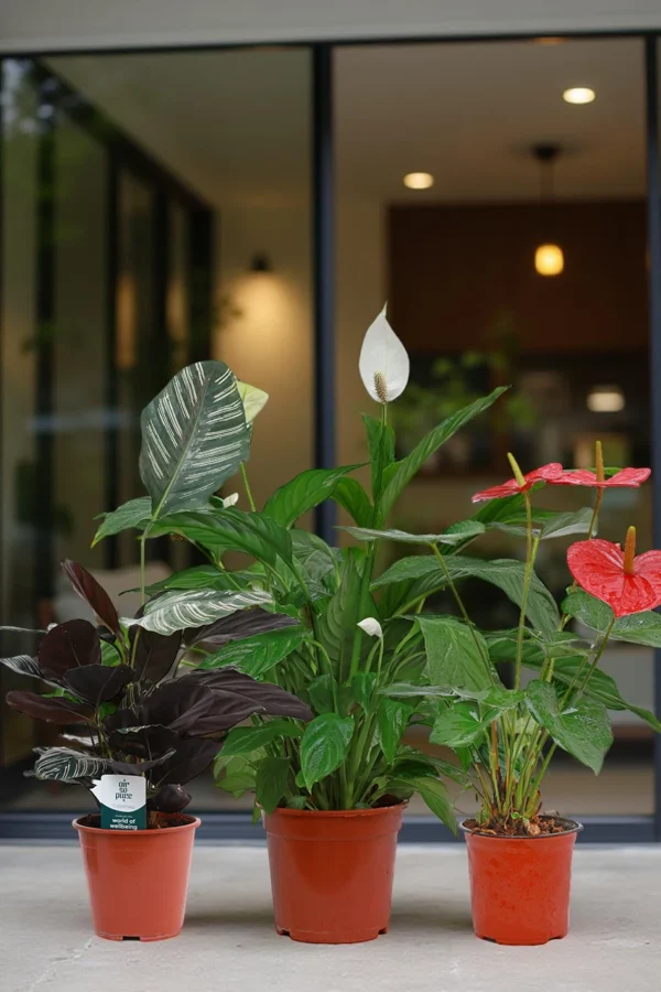 Starter Indoor Pack (3 Plants)