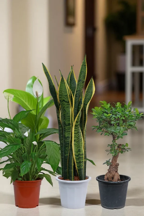 Air-Purifying Essentials (3 Plants)