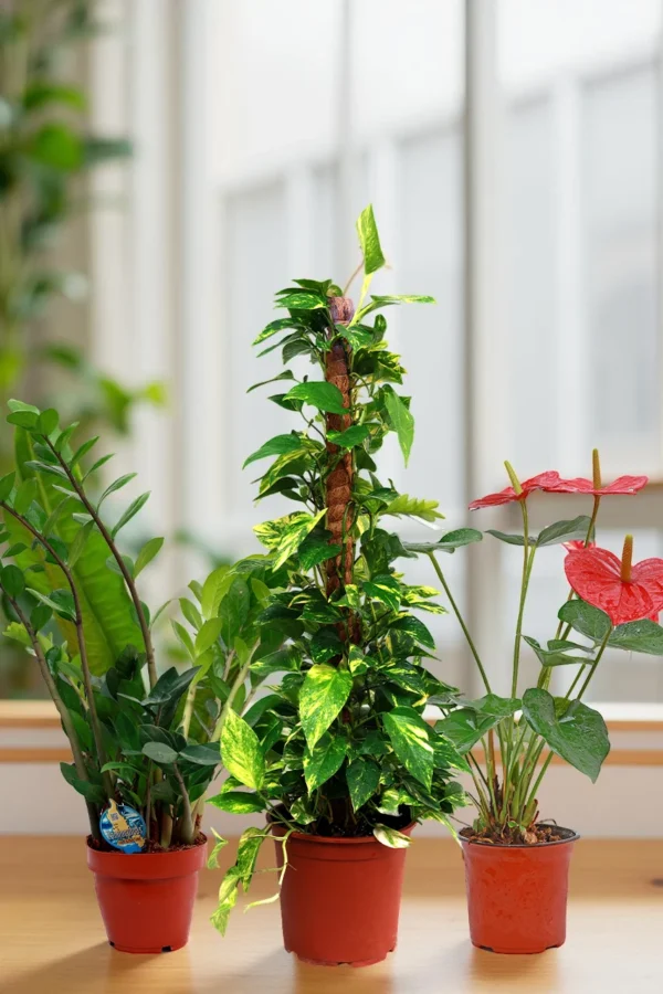 Work-From-Home Desk Combo (3 Plants)
