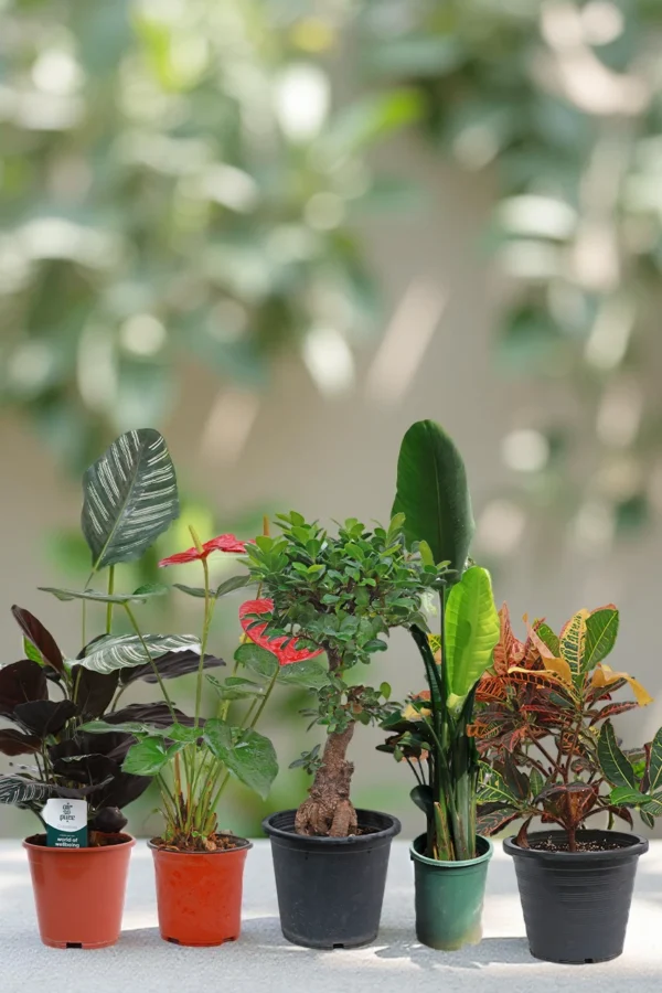 Tropical Vibes Collection (5 Plants)