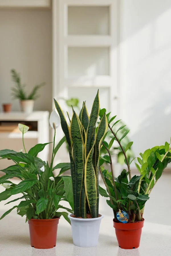 Low Maintenance Starter (3 Plants)