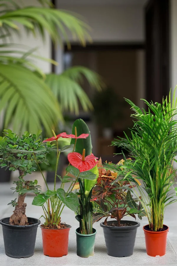 Balcony & Patio Collection (5 Plants)