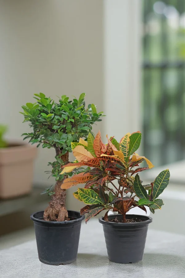 Statement Plant Duo