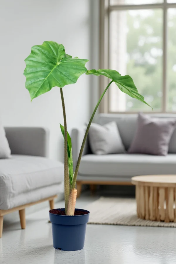 Alocasia 'Frydek'