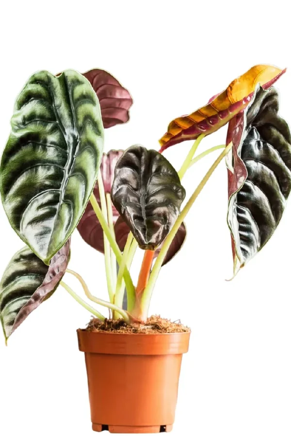 Alocasia 'Red Secret' (Elephant's Ear)