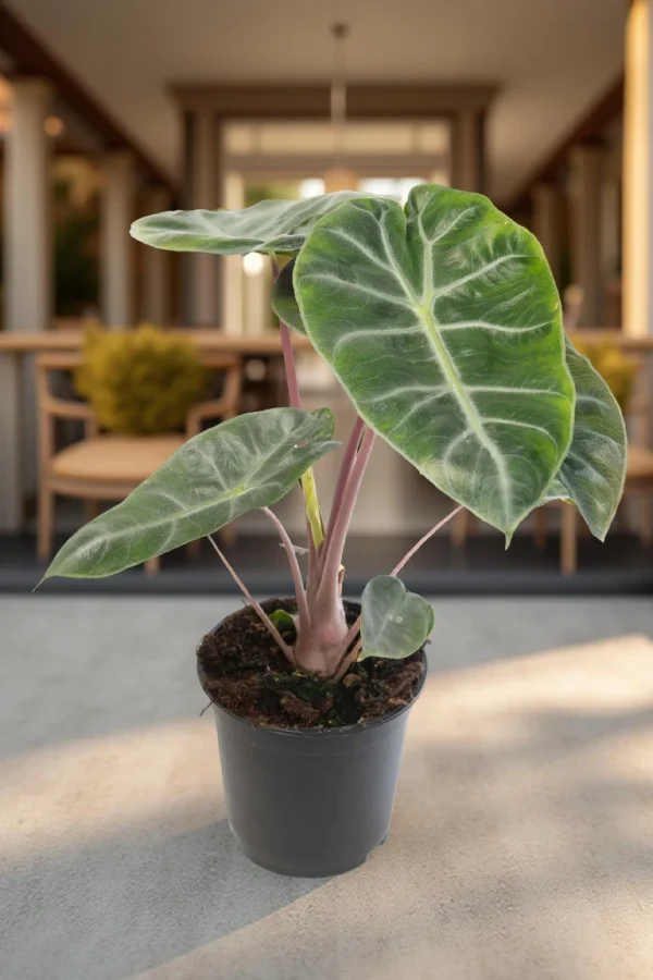 Alocasia "Pink Dragon"
