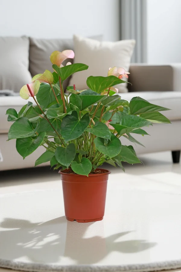 Anthurium Pink