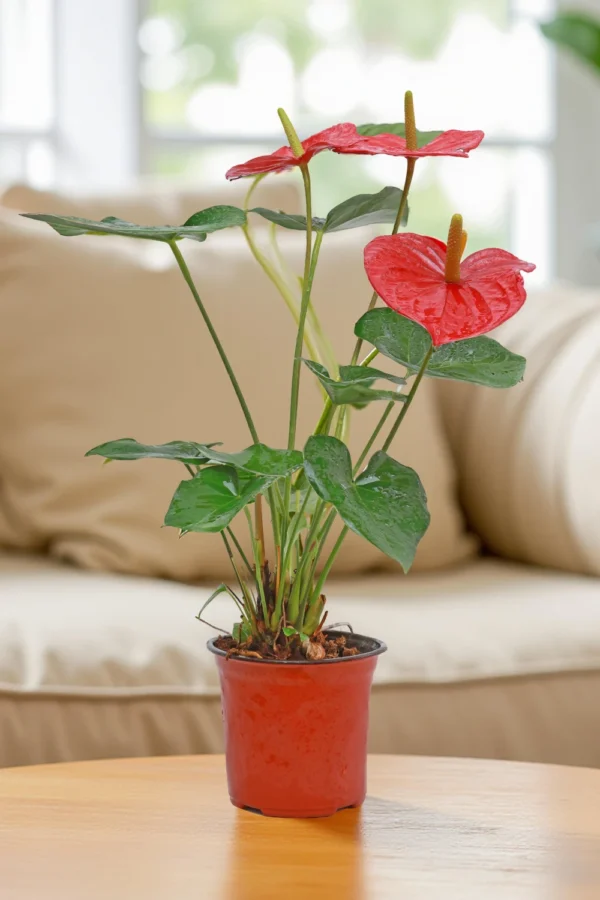Anthurium Red