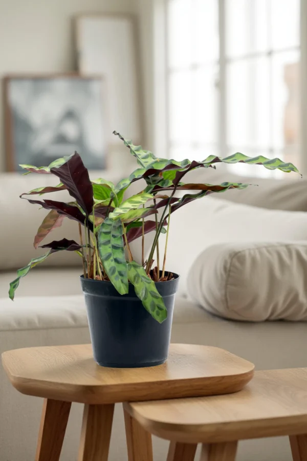 Calathea Lancifolia