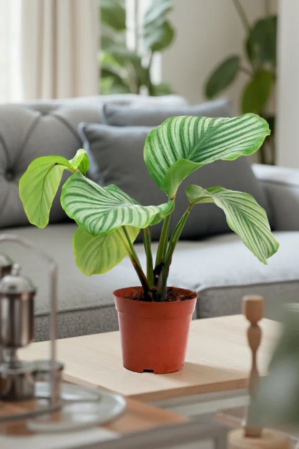 Calathea Orbifolia