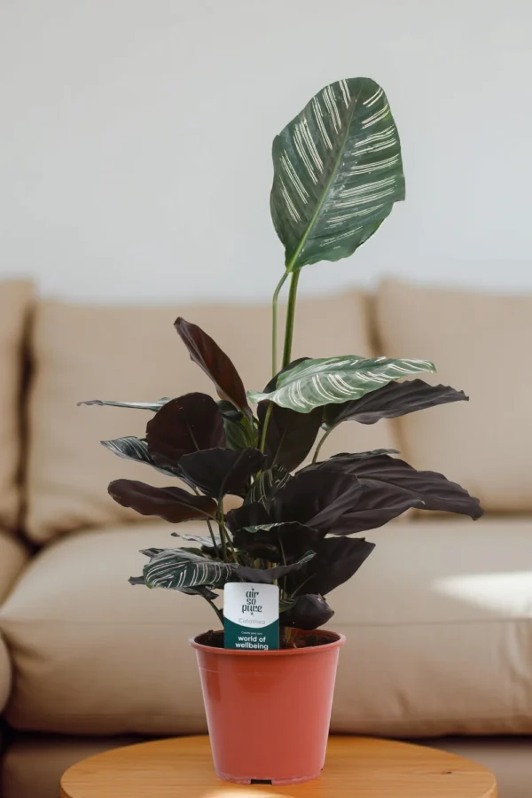 Calathea Sanderiana