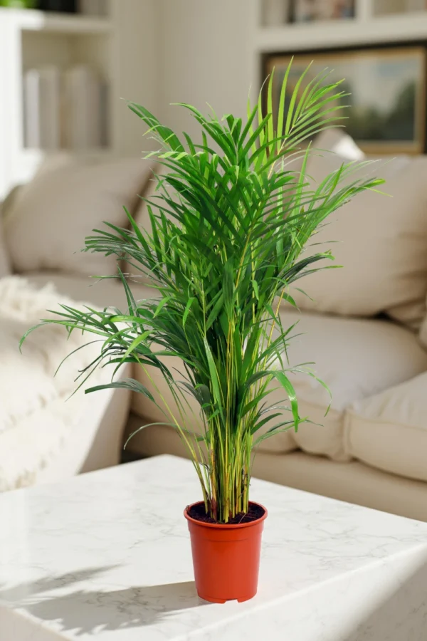 Calathea Sanderiana - Image 4