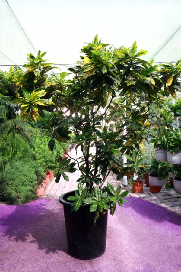 Croton Gold Dust (Codiaeum Variegatum Gold Dust)