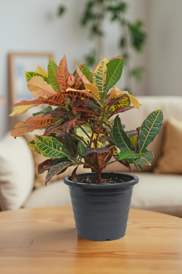 Croton Petra