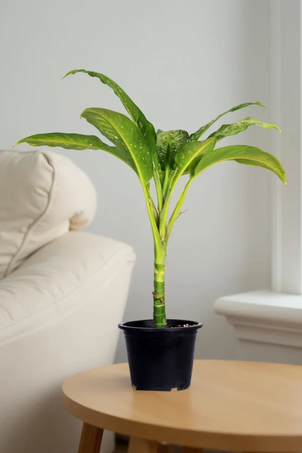 Dieffenbachia Seguine 'Maroba'