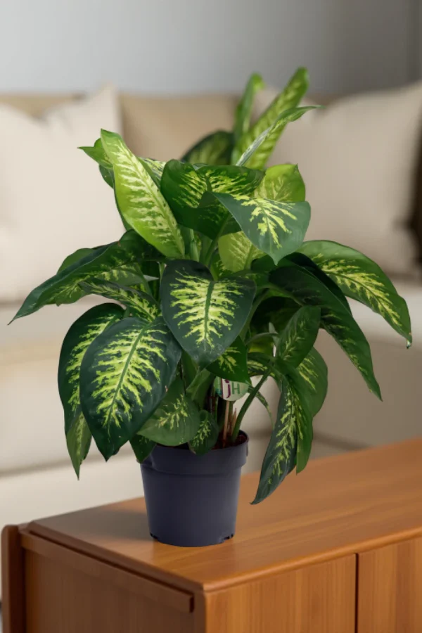 Dieffenbachia Seguine Super Tropic (Dumb Cane)