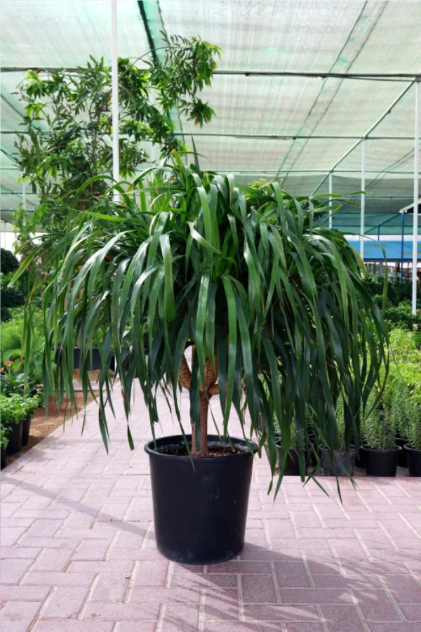 Dracaena Draco Branched