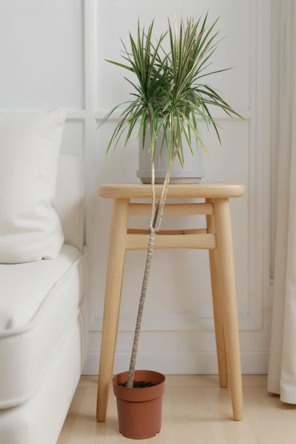 Calathea Sanderiana - Image 2