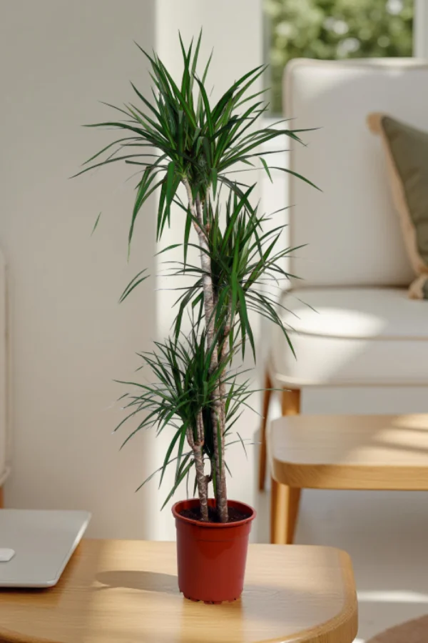 Calathea Sanderiana - Image 3