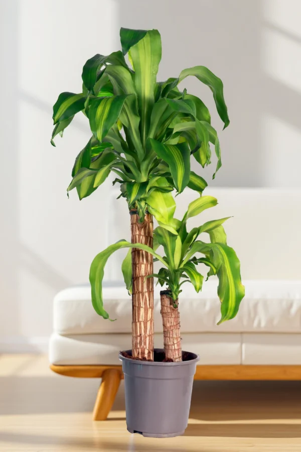 Dracaena Massangeana “Corn Plant”