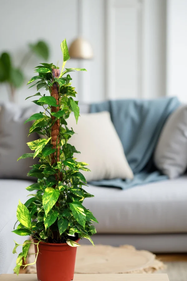 Money Plant