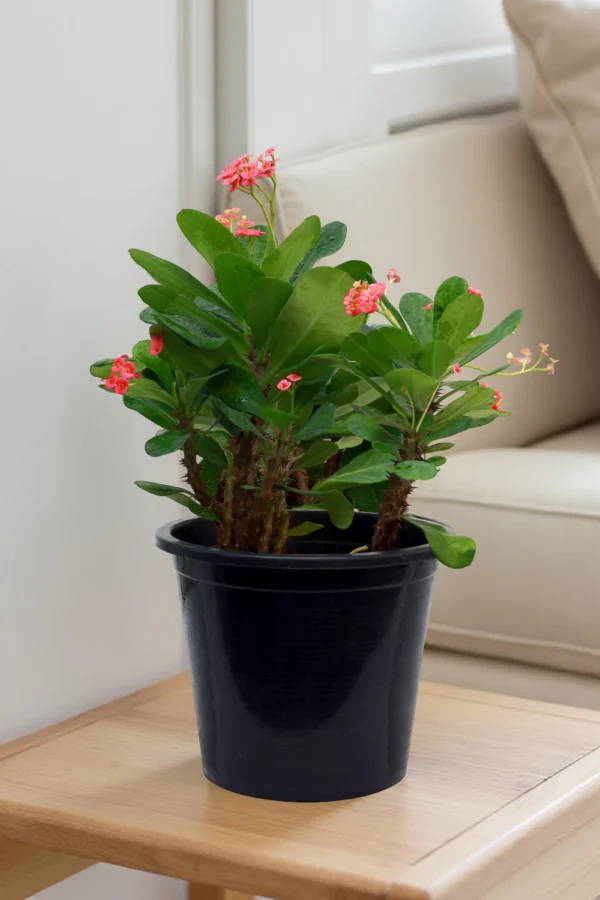 Euphorbia Milii