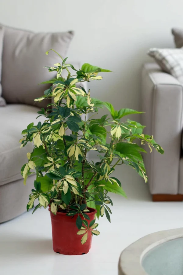 Ficus Benjamina Green Kinky