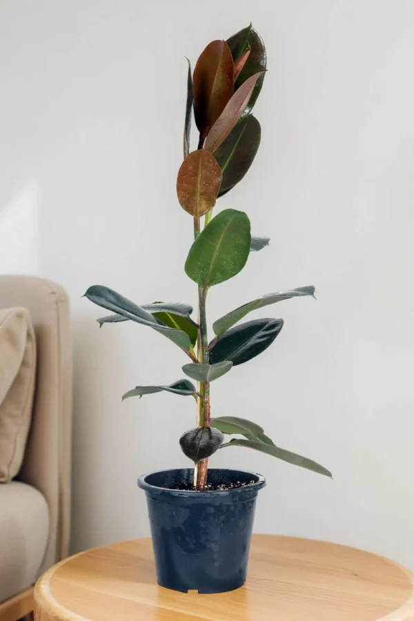 Ficus Elastica 'Robusta'