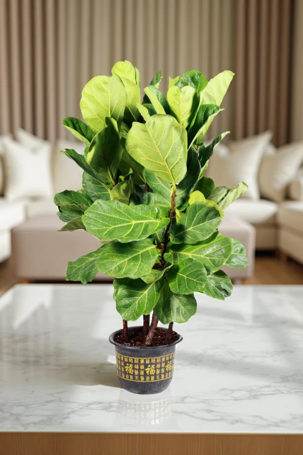 Ficus Lyrata 'Fiddle-Leaf Fig'