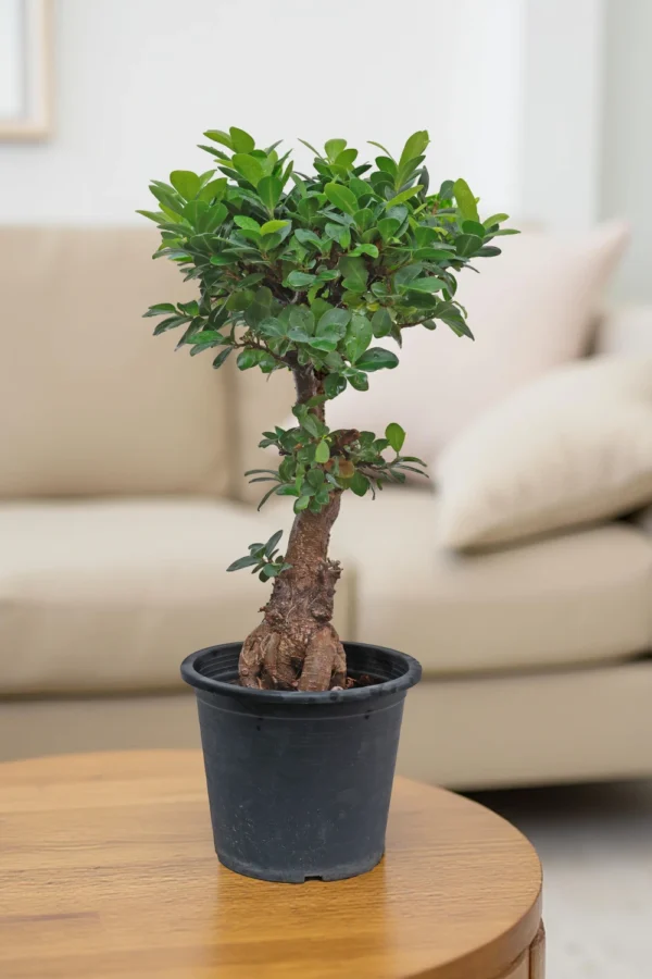 Ficus Microcarpa Ginseng