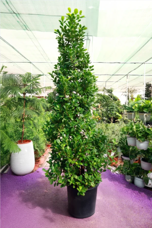 Ficus Nitida “Cone”
