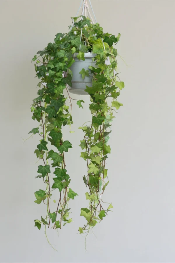 Hedera Helix 'Goldchild' (English Ivy)