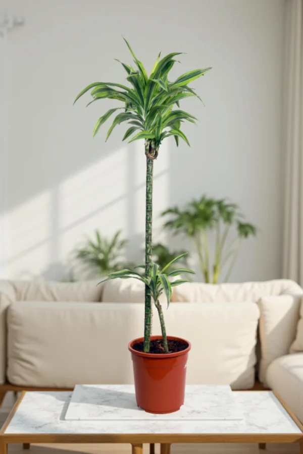 Calathea Sanderiana - Image 5