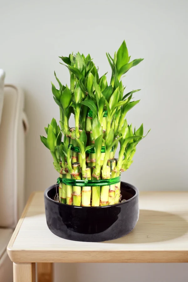 Lucky Bamboo