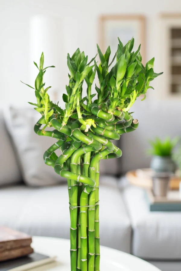 Lucky Bamboo Stick  bundle