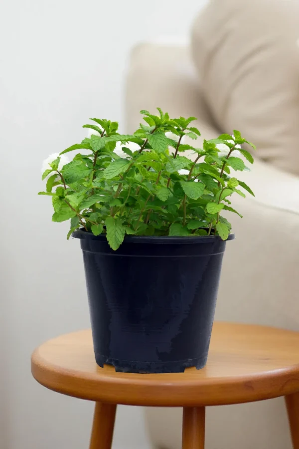 Mint