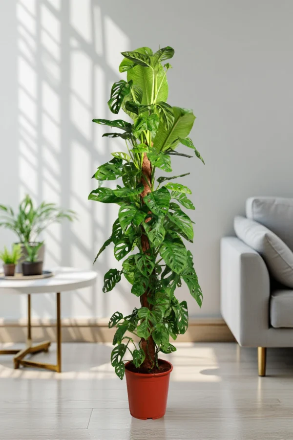 Monstera Adansonii Tall