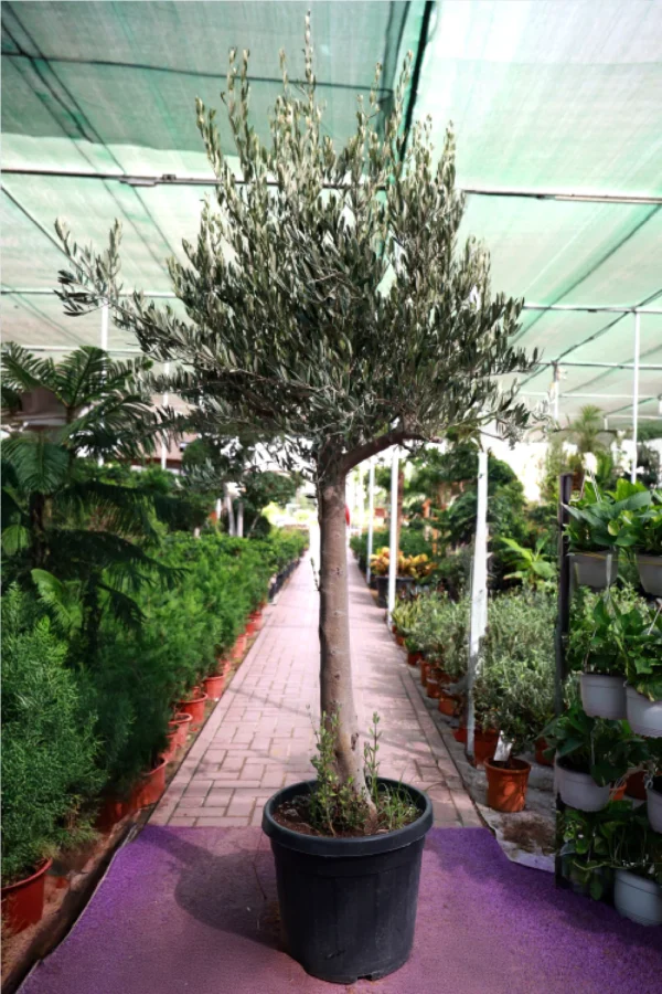 Olea Europa - Olive Tree Thick Trunk