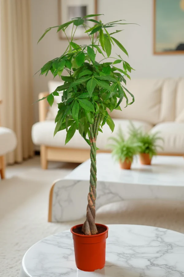 Pachira Aquatica “Water Chestnut”