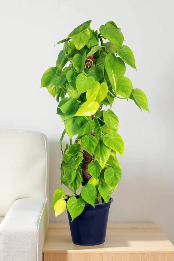 Philodendron “Brasil”