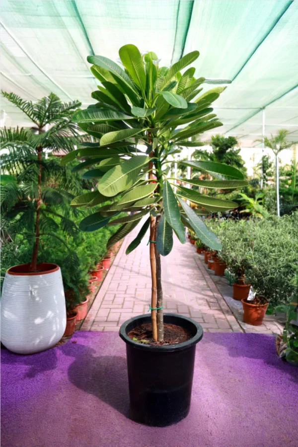 Plumeria Obtusa (frangipani, temple tree)