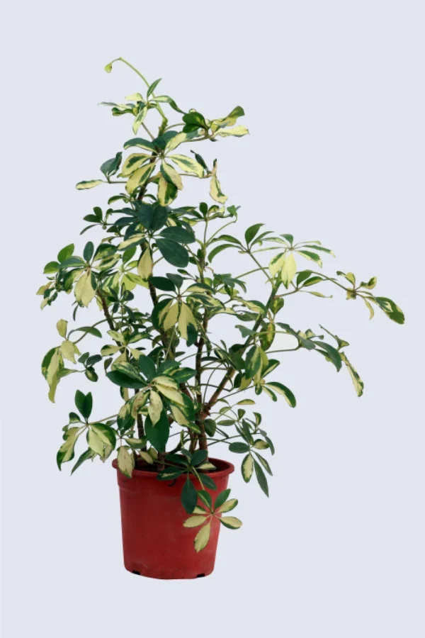 Schefflera VariegatedDwarf Umbrella