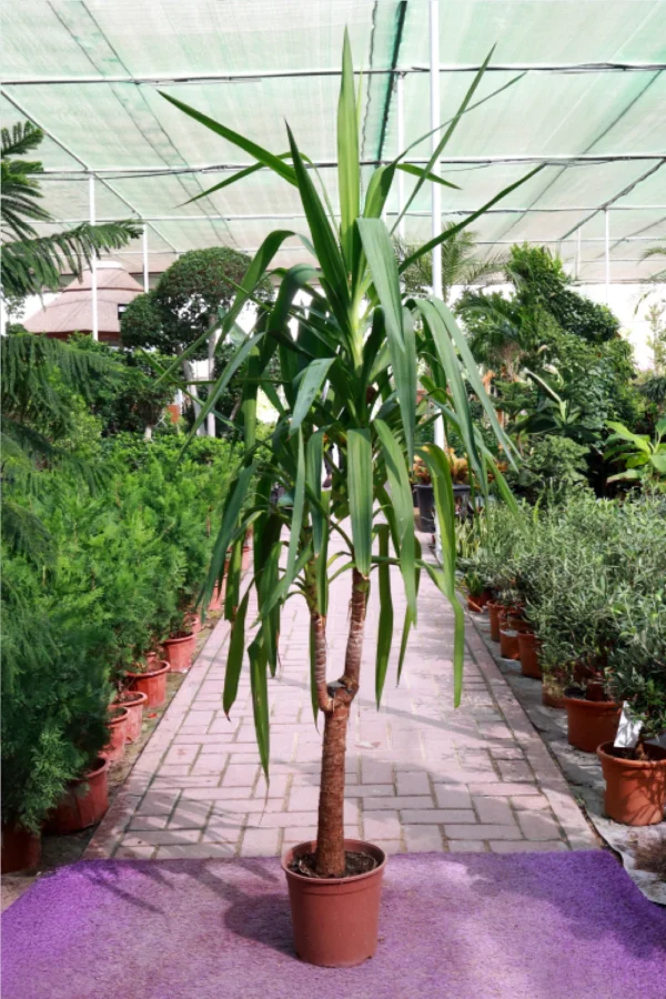 Spineless Yucca