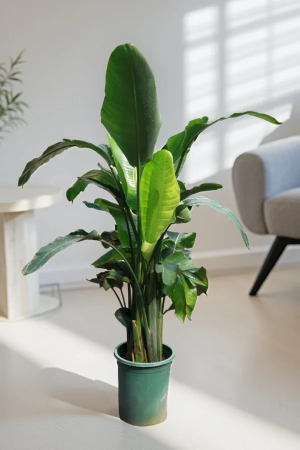Strelitzia Nicolai “Giant White Bird Of Paradise”