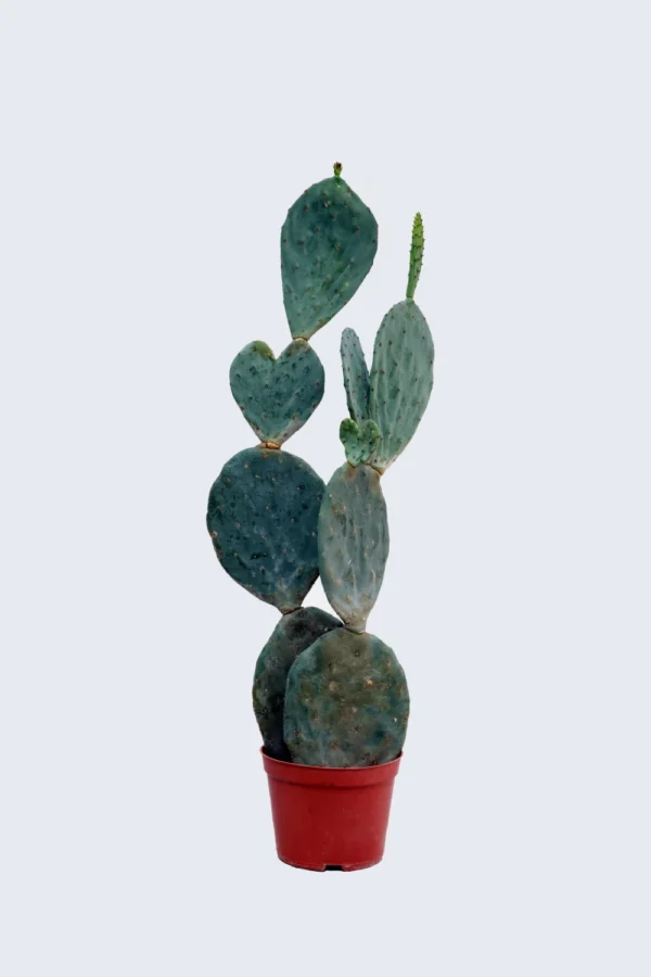 Wheel Cactus, Opuntia robusta