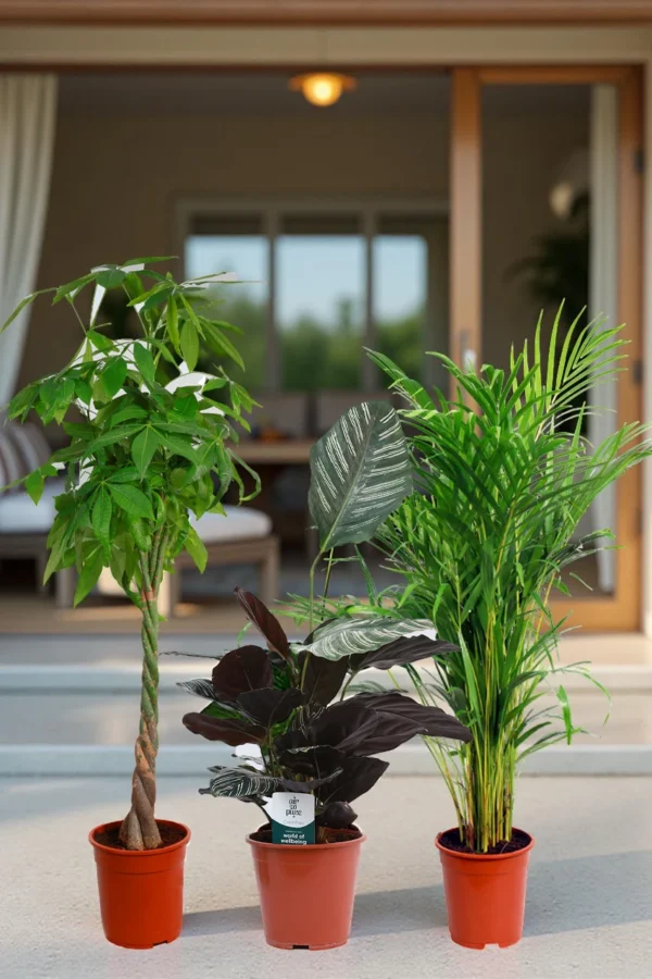 Pet-Friendly Collection (3 Plants)
