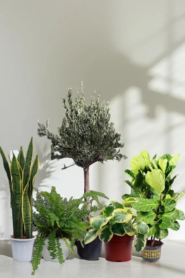 Barari Mediterranean Luxe Collection (5 Plants)