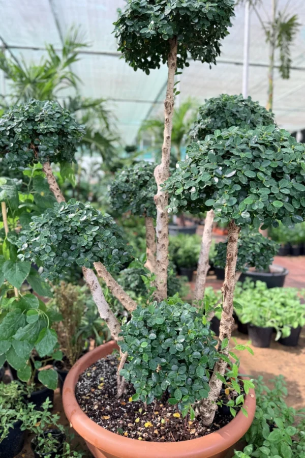 Ficus Bonsai